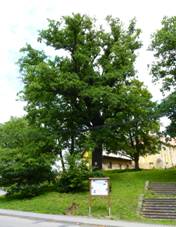 http://upload.wikimedia.org/wikipedia/commons/2/20/Doubrava%2C_doubravsk%C3%BD_dub_%284%29.JPG