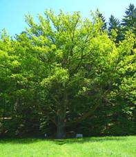 File:Strom svateb�an�.jpg
