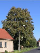 Soubor:Dolni Krecany - kaplicka a pamatny strom.jpg