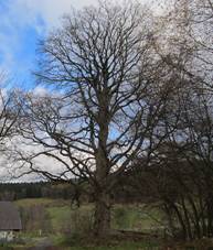 Srn� (Sedlo) - chr�n�n� javor klen.JPG
